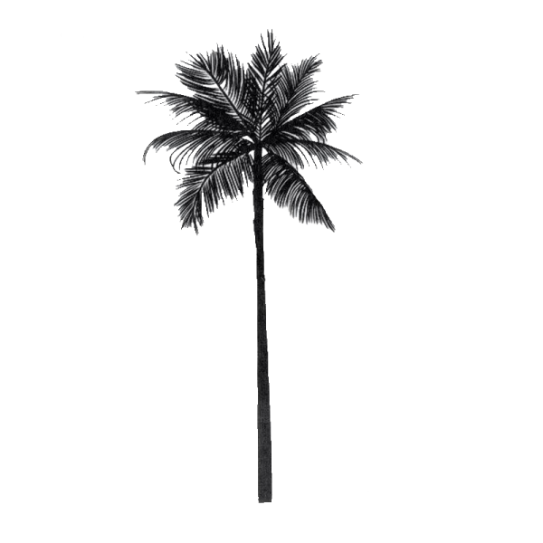 Tatouage Temporaire - Île de la Tortue